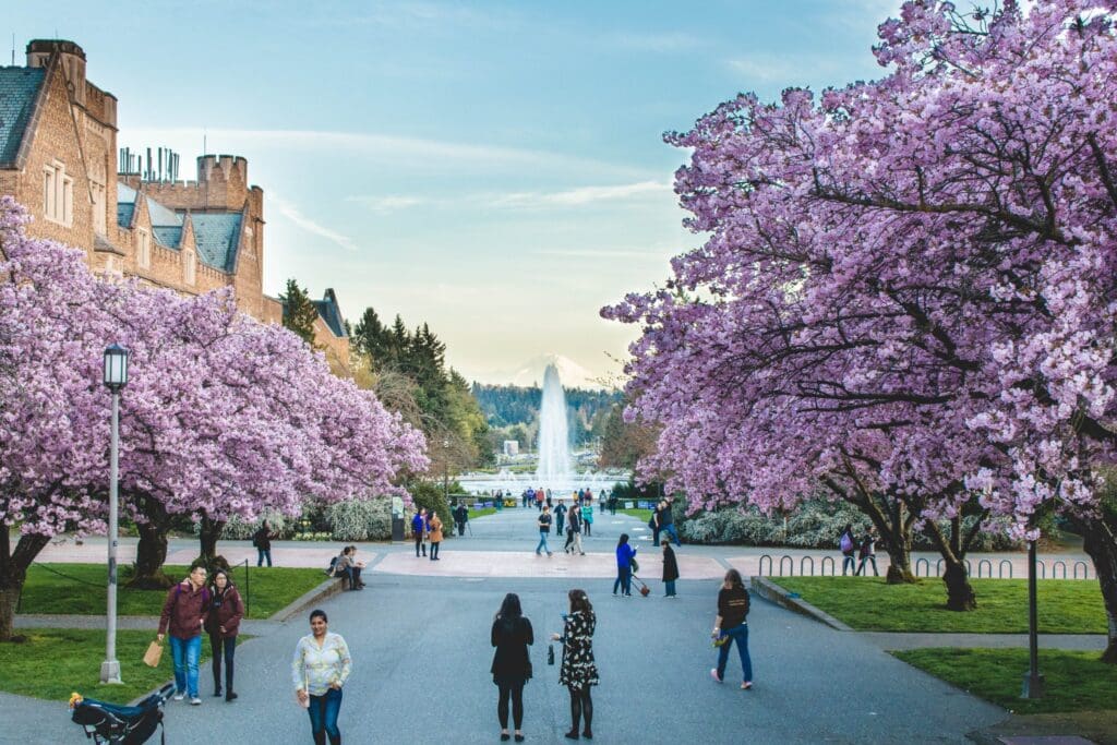 A university courtyard with students walking through it and cherry blossom trees.