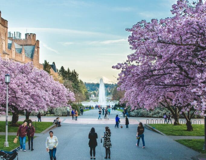 A university courtyard with students walking through it and cherry blossom trees.